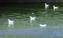 Chroicocephalus ridibundus