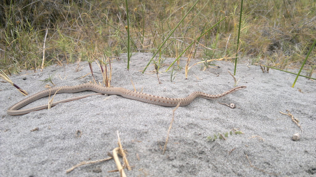 Andean Racer