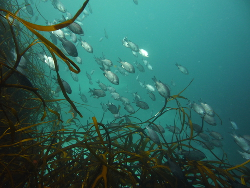 Pacific chromis (Chromis crusma) — Pomacentridae — 3