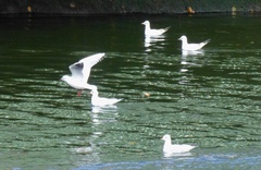 Chroicocephalus ridibundus