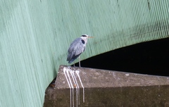 Ardea cinerea cinerea