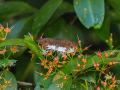 Tagiades ultra
