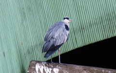 Ardea cinerea cinerea