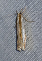 Crambus harrisi