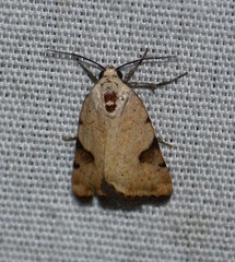 Micrathetis costiplaga