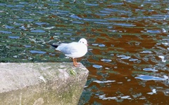 Chroicocephalus ridibundus