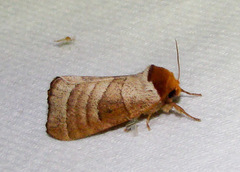 Datana contracta
