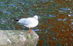 Chroicocephalus ridibundus