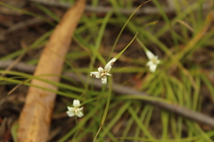 Rhynchospora nervosa