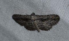 Iridopsis obliquaria