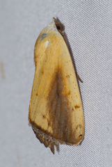 Xanthodes intersepta