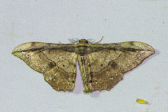 Hyposidra infixaria