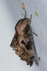 Morwennius decoratus