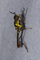 Stratiosphecomyia variegata
