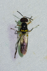 Stratiosphecomyia variegata