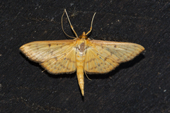 Endocrossis caldusalis