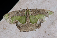 Eucyclodes discipennata