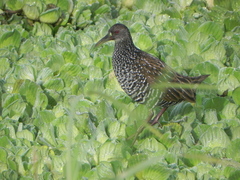 Pardirallus maculatus