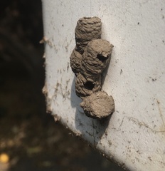 Hymenoptera
