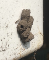 Hymenoptera