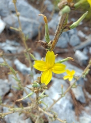 Cichorieae
