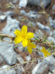 Cichorieae