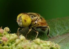 Eristalinus quinquestriatus
