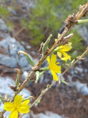 Cichorieae