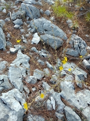 Cichorieae
