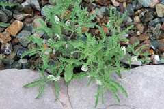 Chamaesaracha coronopus