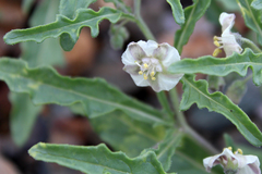 Chamaesaracha coronopus