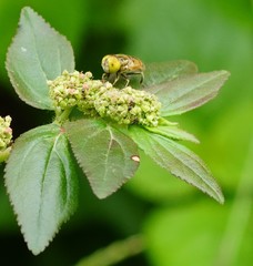 Eristalinus quinquestriatus