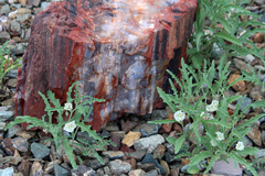 Chamaesaracha coronopus