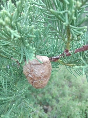 Cupressus