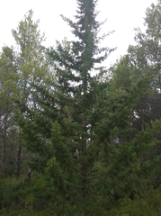 Cupressus