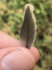 Aves