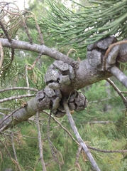 Cupressus