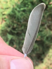 Aves