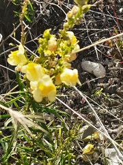 Linaria vulgaris
