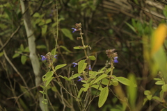 Salvia bogotensis