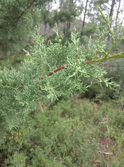 Cupressus