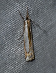 Crambus harrisi