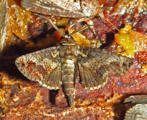 Large Paectes Moth photo 4