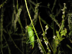 Orchelimum gladiator