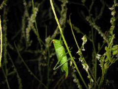 Orchelimum gladiator