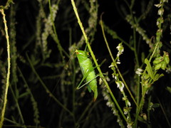 Orchelimum gladiator