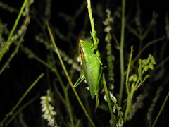 Orchelimum gladiator