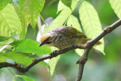 Pycnonotus zeylanicus