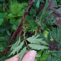 Rubus laciniatus