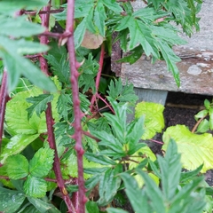 Rubus laciniatus